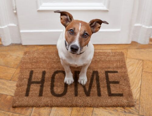Pet-Friendly Maid Services: Odor-Free, Fur-Free, Worry-Free