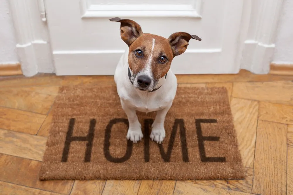 pet friendly maid services