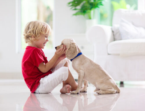 Why Professional Cleaning Is Essential for Pet Owners in Kansas City